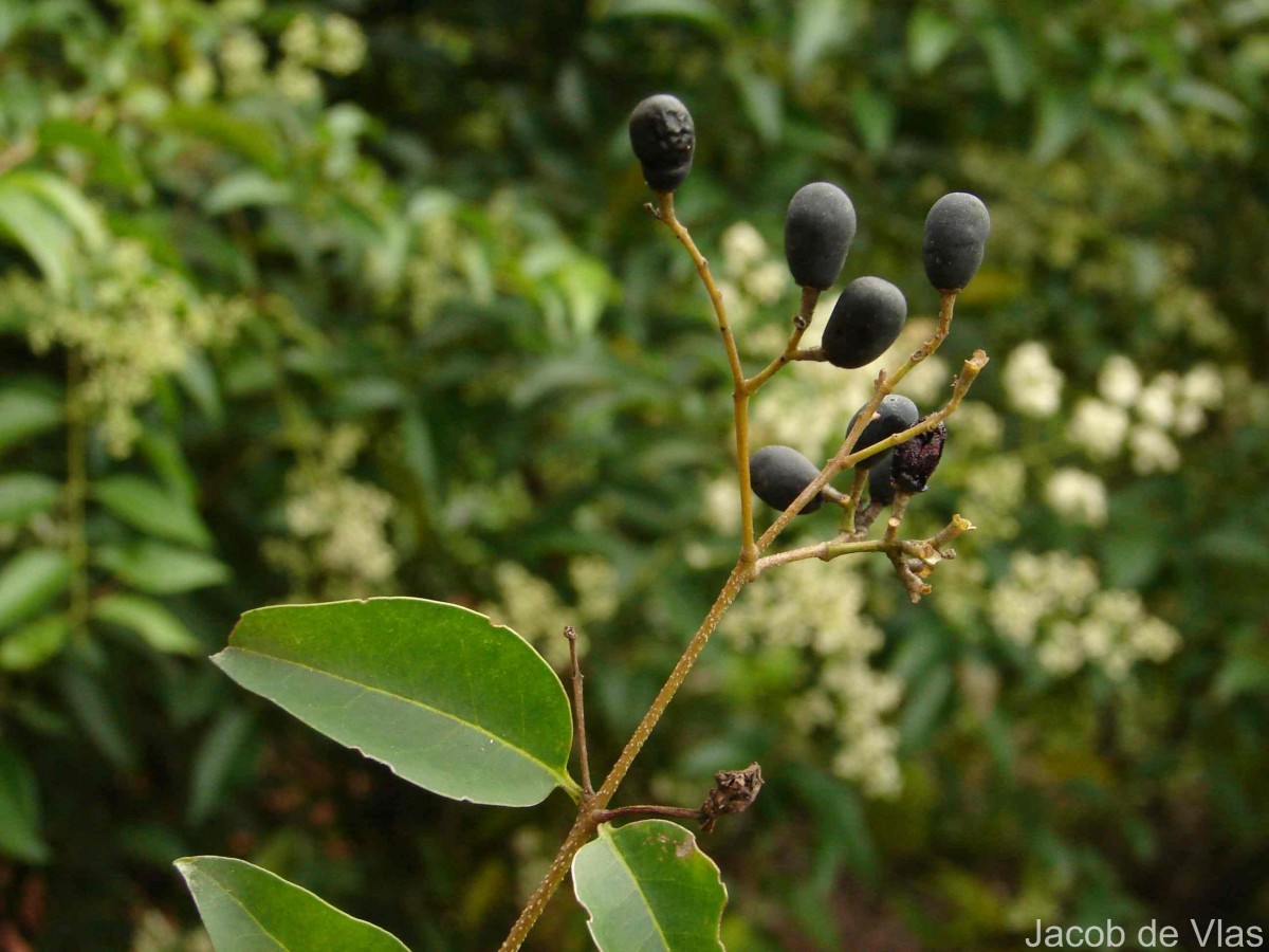 Ligustrum robustum (Roxb.) Blume